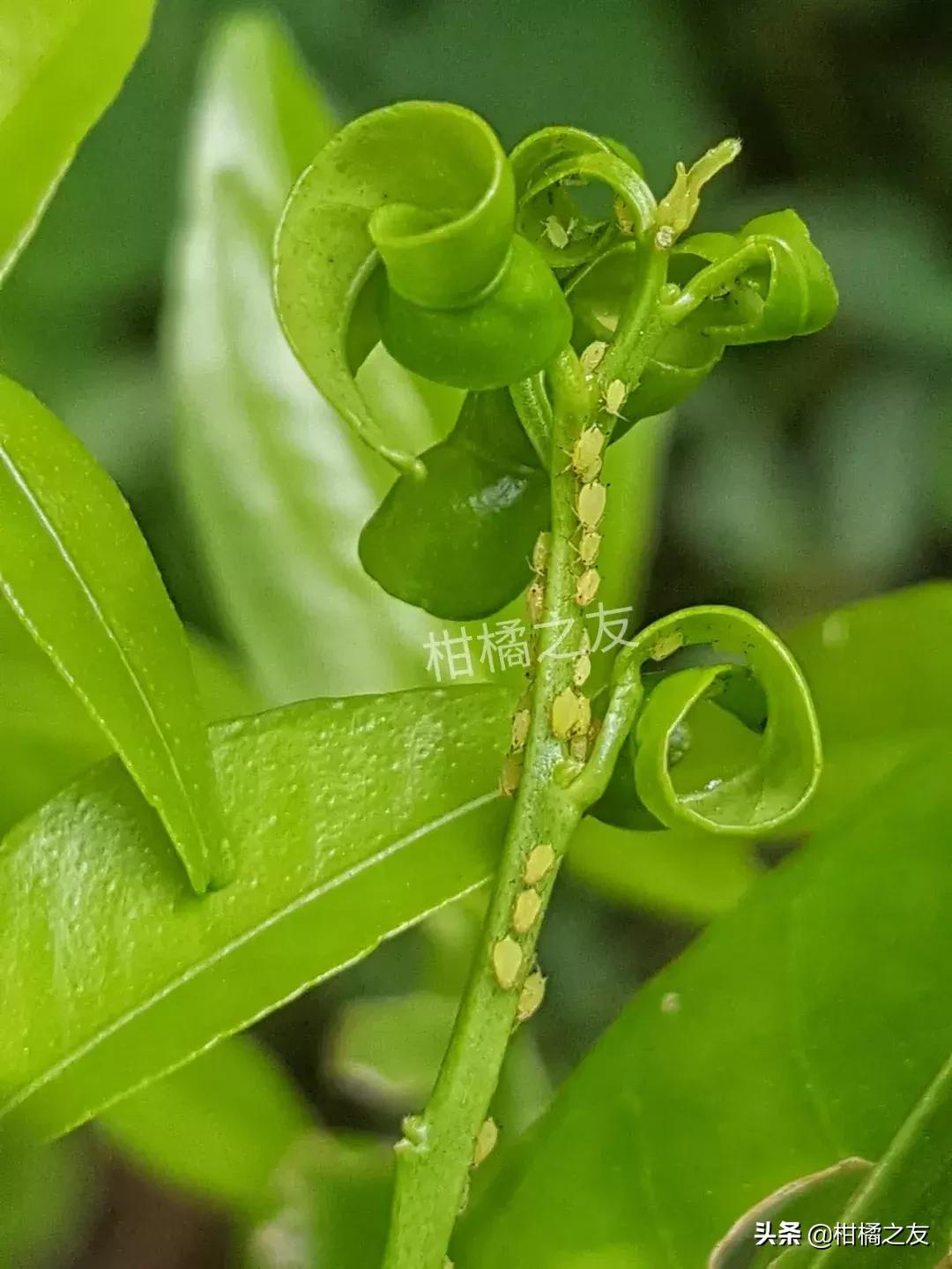 柑橘新梢嫩叶卷曲是什么原因,柑橘新梢卷叶怎么回事