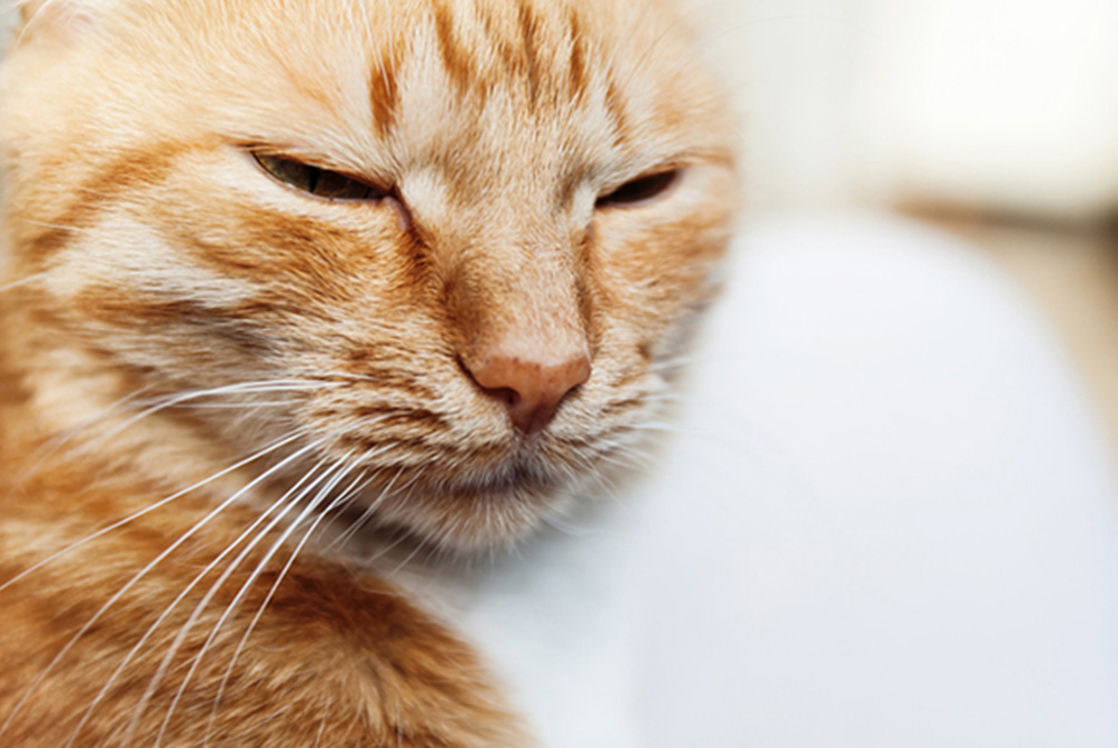 猫咪突然性失明怎么办？铲屎官应该了解这些帮助猫咪安享晚年