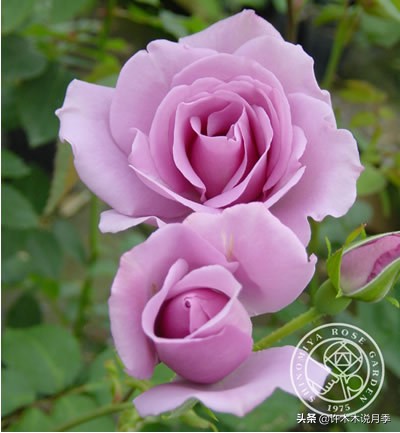 稀有月季蓝色妖姬,颜色比较稀有月季有哪些品种