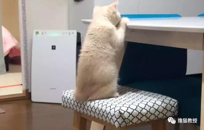 可爱小橘猫长大,小橘猫1个月很丑