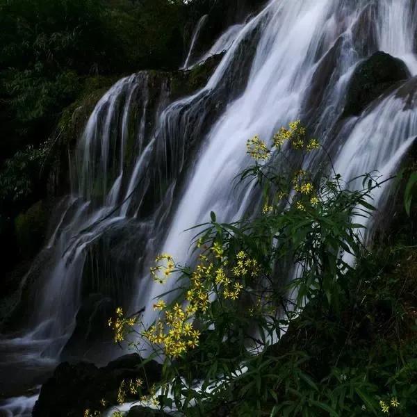 针灸探秘全集,致命穴位针灸