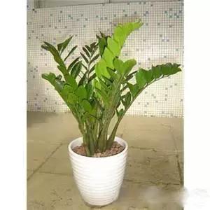 献给那些养花每次都养死的人文案,一直养死花但从未放弃养花