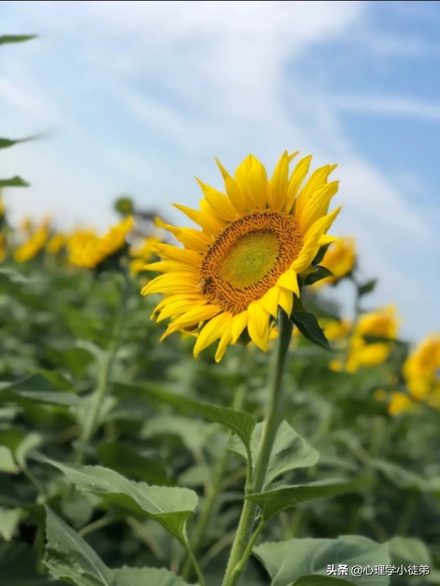如何摆脱反刍思维,如何打破固有的思维