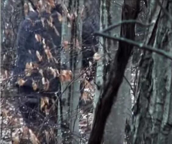 1967年美国探险家拍到大脚怪,美国猎人发现大脚怪