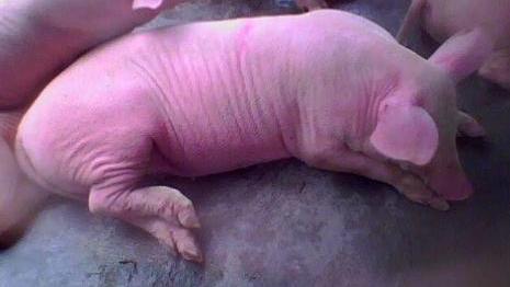 母猪晚上吃料正常，早上突然死亡口腔流血是什么病，如何治疗？