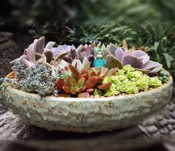 多肉是香饽饽？天热容易遭虫咬，学会5招，远离虫灾