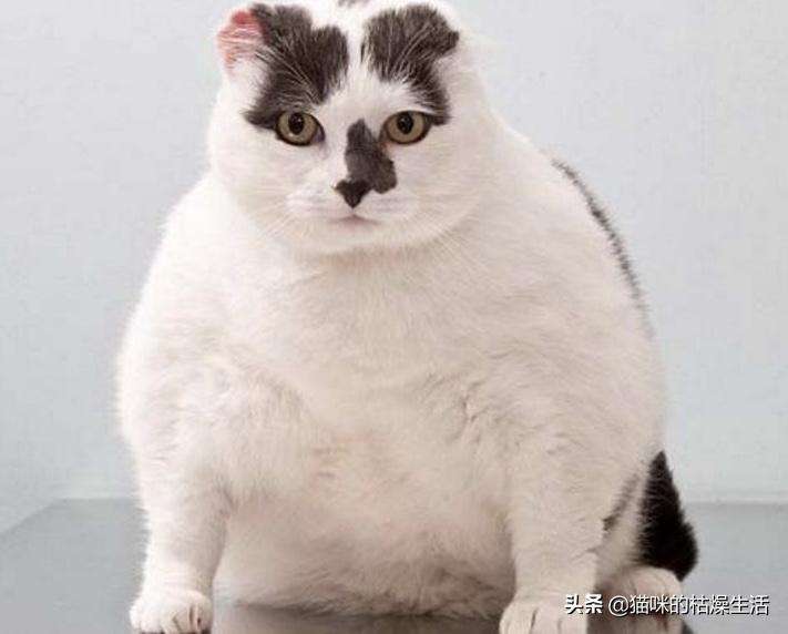 铲屎官犯了什么错误,铲屎官必须的猫咪疾病防治常识