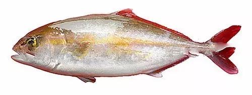 十种受欢迎的海鲜鱼类,最名贵的海鲜鱼类