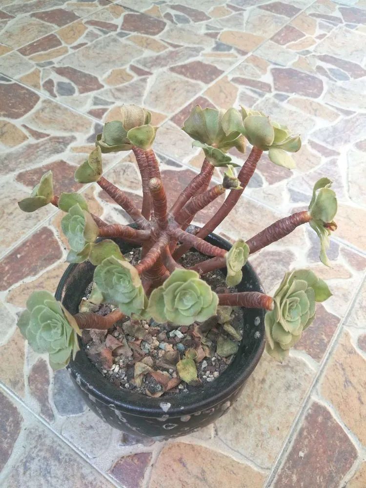 适合从小养到大的多肉,由小到大由浅入深