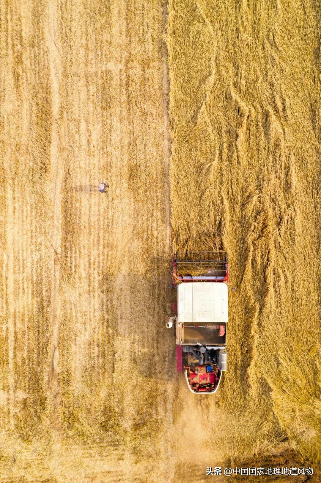 想不到！一粒小麦竟这样改变了中国
