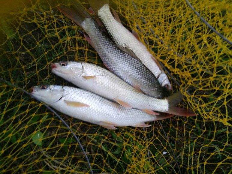 如何钓鲮鱼避开罗非,肇庆西江手竿鲮鱼最佳钓点