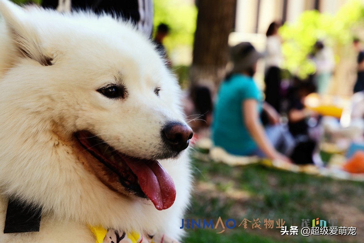 金茂广场萌宠生活节,金茂物业活动