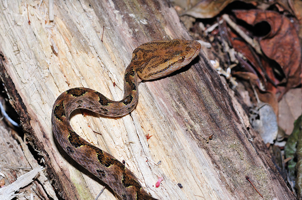 柴房惊现“烂草蛇”！广东66岁老人被咬伤！这是什么蛇？有多毒？