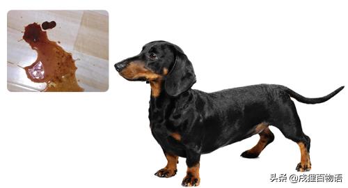 狗狗得细小是什么原因导致的,狗狗细小病用什么方法治疗最快