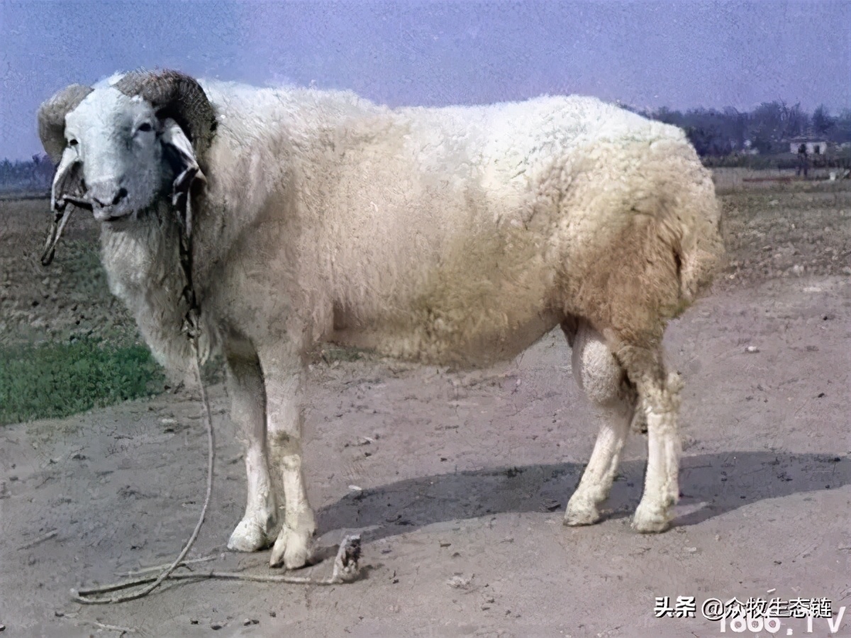 世界上最好的羊是哪个羊,世界最好的羊排名前十