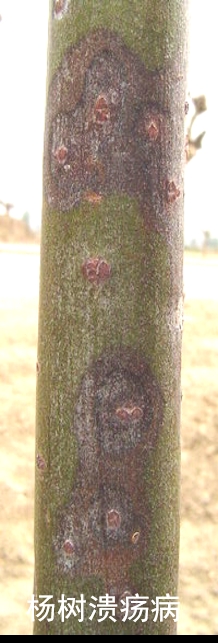 树木病害治疗方法,树木树干病虫害防治方法