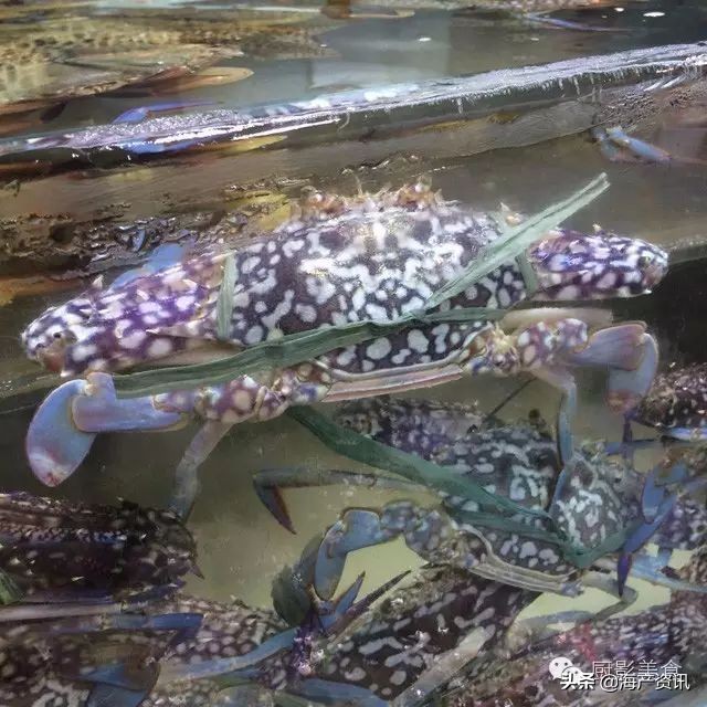 这些诱人的美食你吃过吗,世界上顶级海鲜大全你吃过几种