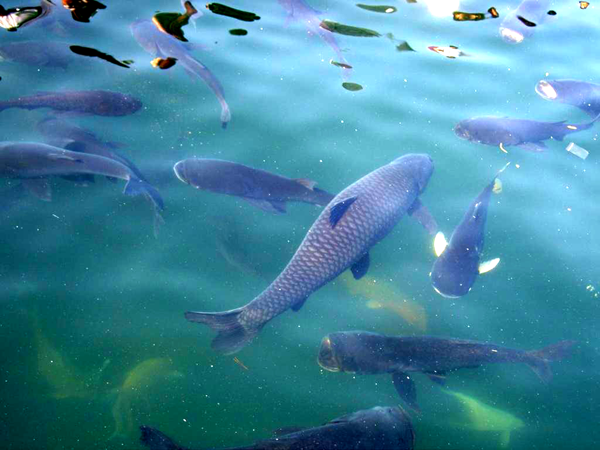 讲述小鲤鱼跳龙门的大概故事,鲤鱼跳龙门具有什么样的习性