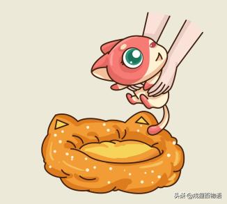 猫咪不睡窝喜欢睡床,猫窝猫咪不睡怎么办