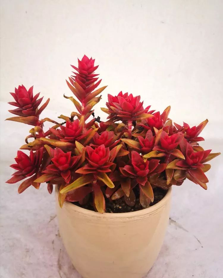 一花一叶一世界多肉,一花一世界多肉之美