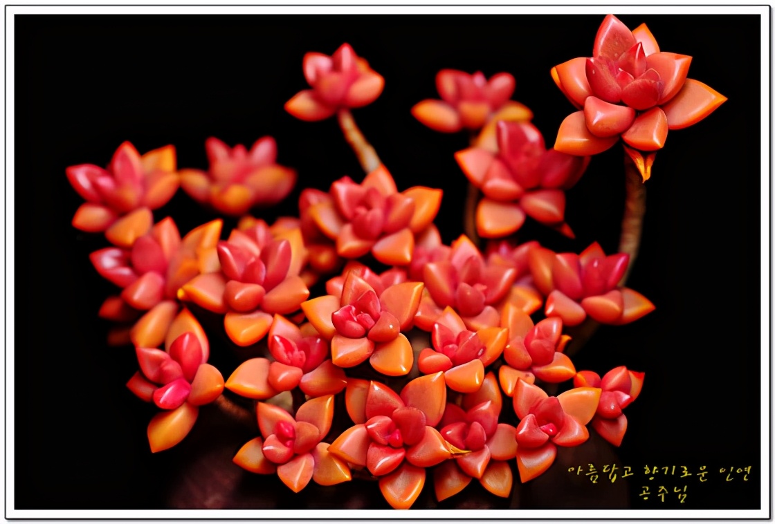 韩国多肉有多仙,韩国公主多肉图片大全