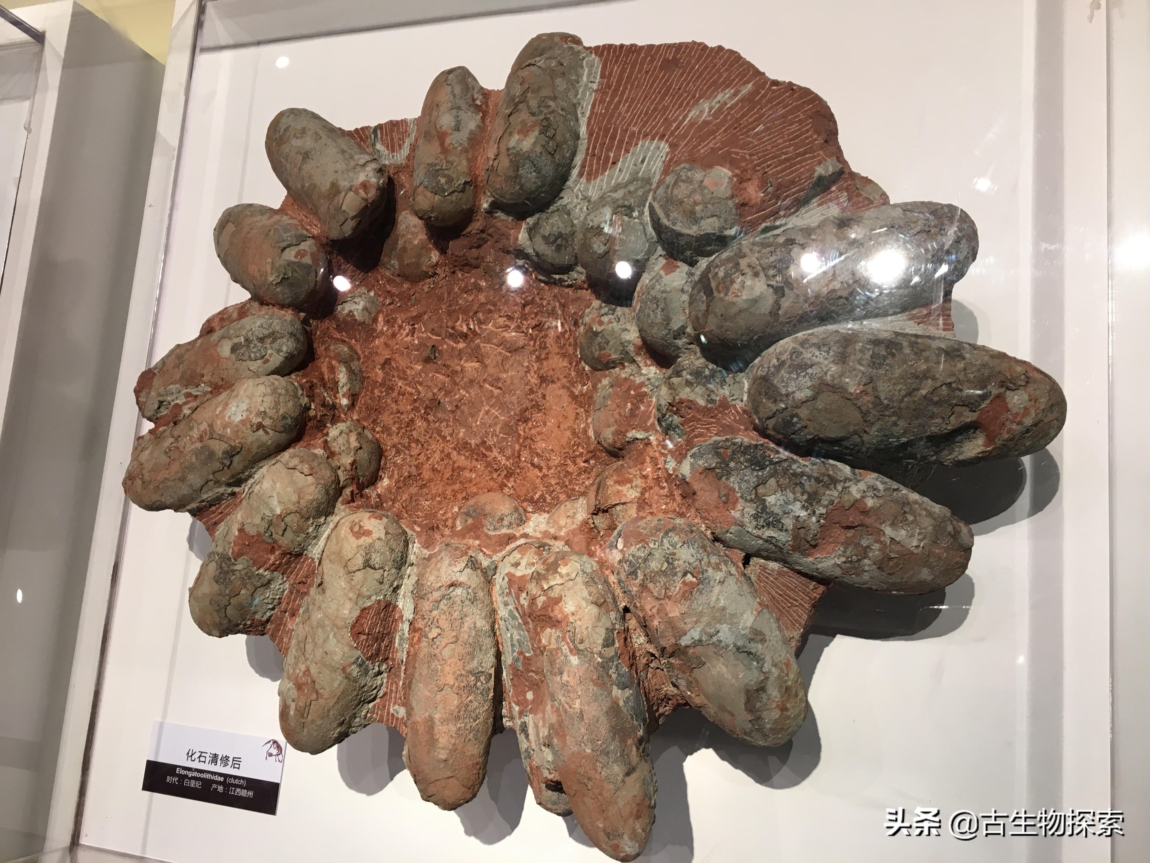 先有鸡还是先有蛋？来一节蛋蛋进化史