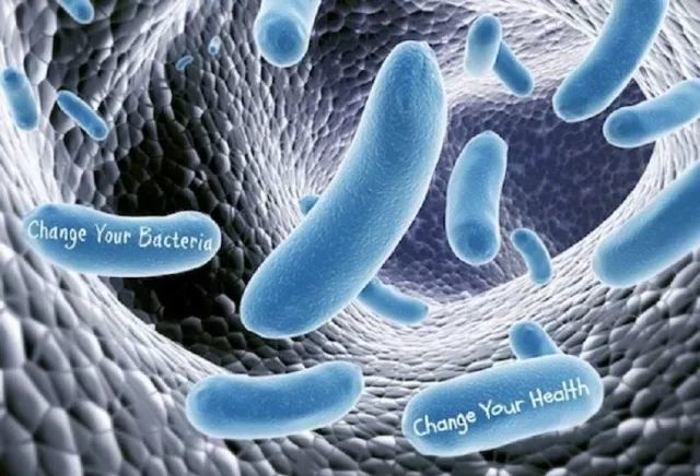 乳酸菌在畜禽上怎么用,乳酸菌饲养技术