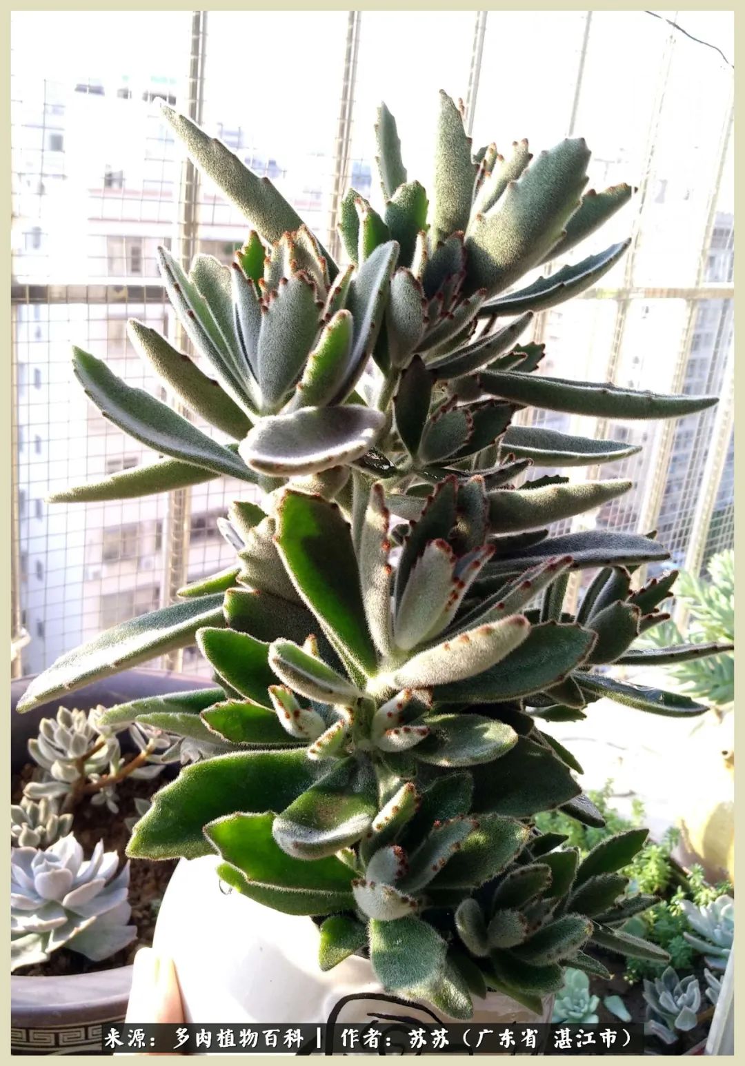 不要辜负与多肉的美好时光,多肉可以给人岁月静好的感觉