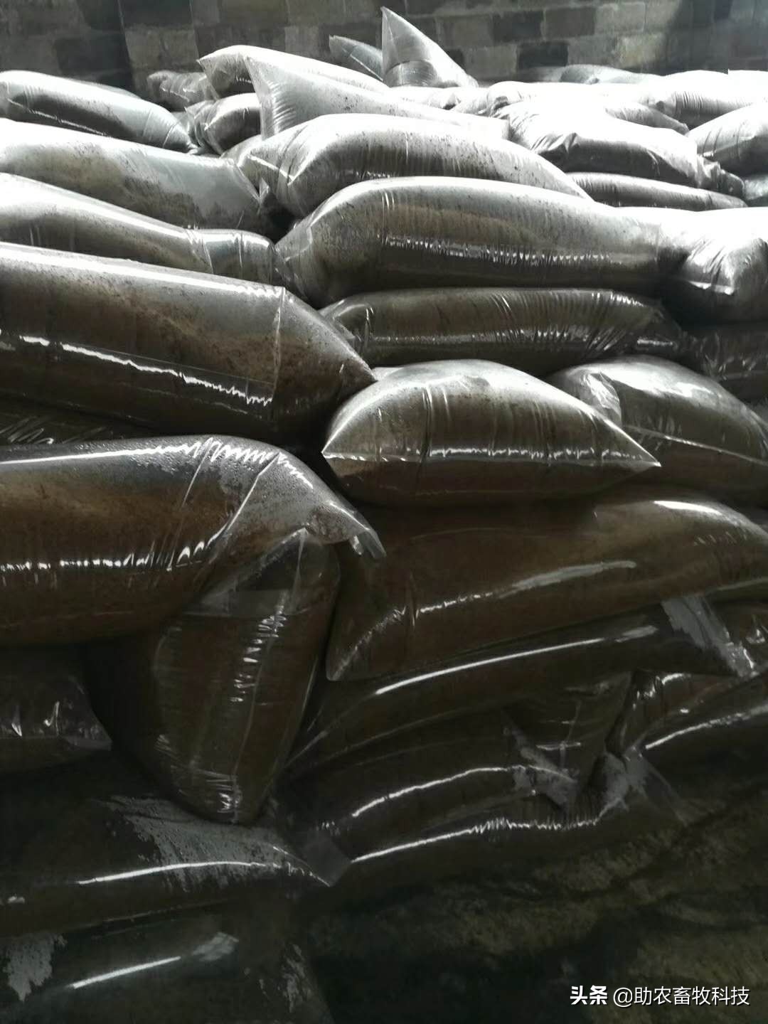 青草发酵饲料喂牛羊怎么发酵,发酵饲料技术配方