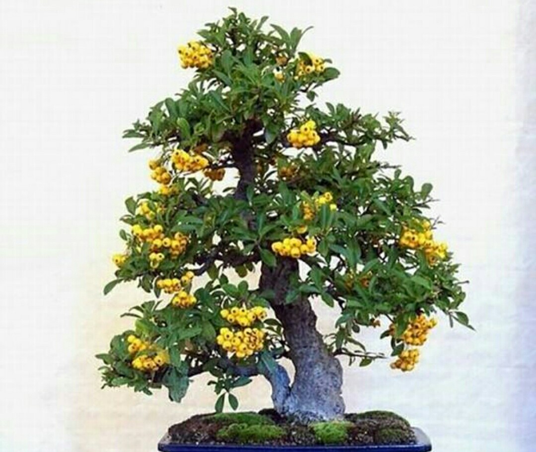 火棘盆景叶子发黑掉叶子怎么回事,火棘盆景能在广东种植开花结果吗