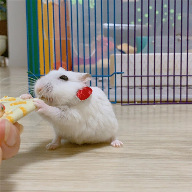 仓鼠怎么养它的寿命才会更长,仓鼠的寿命怎么保持