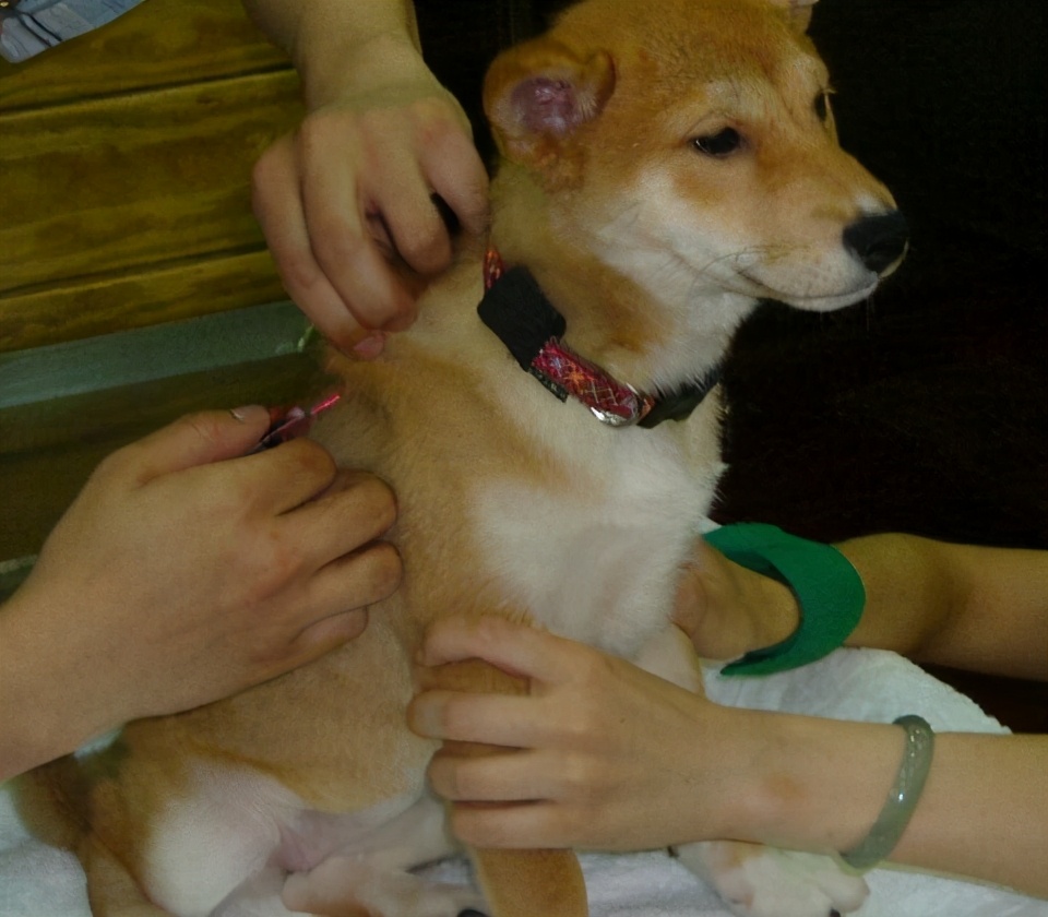 狗狗有跳蚤怎么办？这5个“妙招”，可以帮你搞定