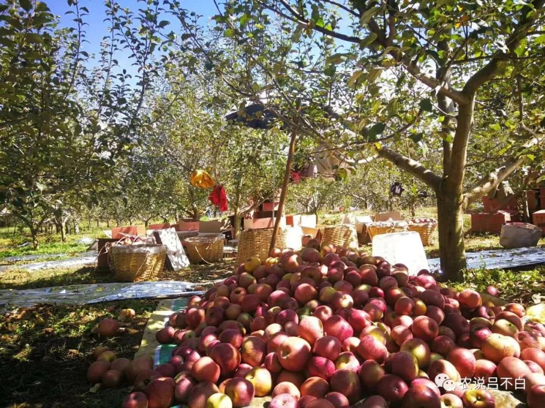 苹果怎么防止边缘误触,苹果如何防止碰伤