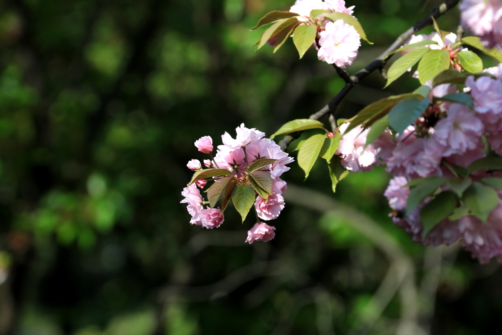 口琴月牙五更,口琴独奏月牙五更简谱