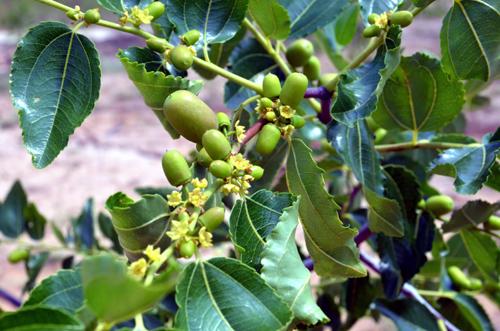 枣树几月开花几月结果,枣树只开花不结果什么意思