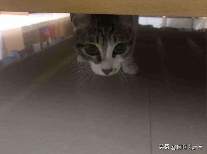 新手养猫第1天不让摸怎么办,新手养猫怎么让猫不出家门