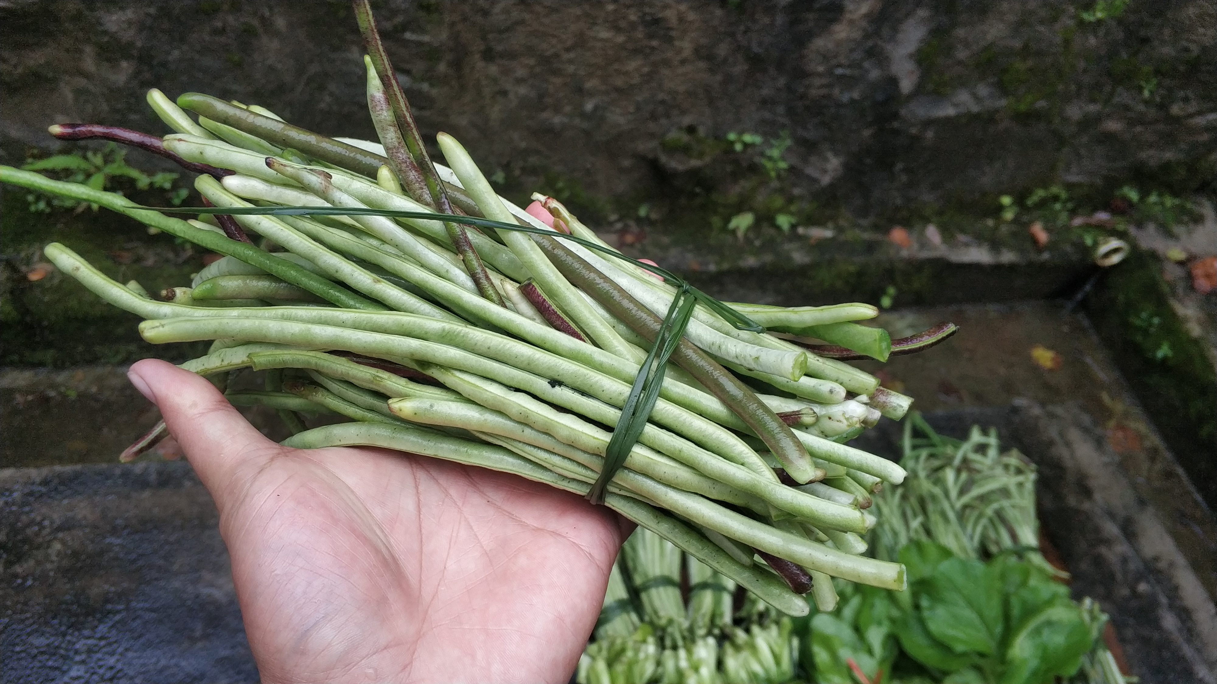 农村大妈的生意经，这样种菜卖一次收入接近100元供不应求