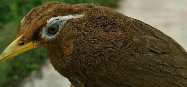 怎样识别一只画眉鸟的品种,一只好的画眉鸟怎样选图片