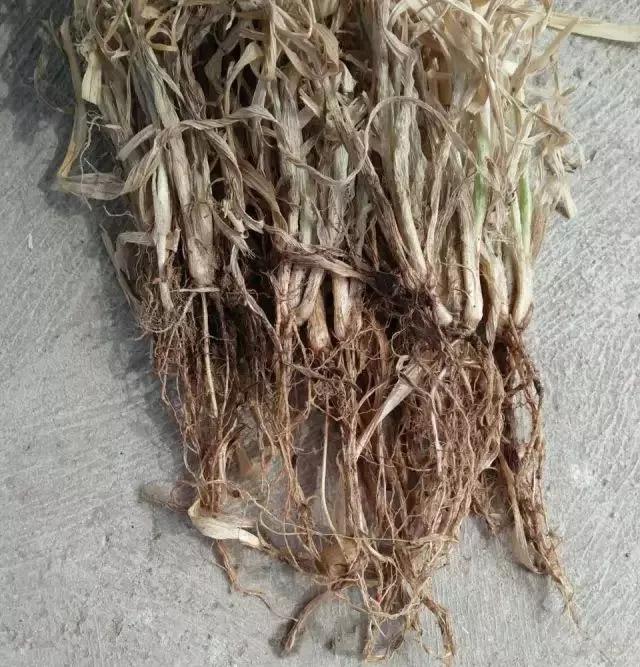 小麦缺肥发黄怎么办,小麦根发黄是什么病