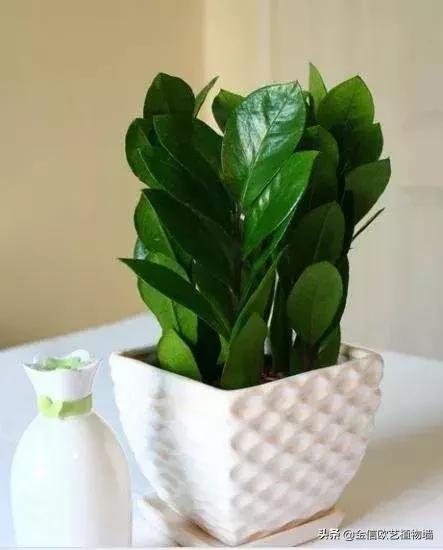 适合家里招财养的植物,家里能招财又好养的植物