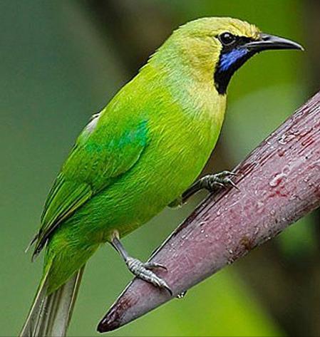 广东常见鸟类图谱和名称图文,东江揽胜鸟类