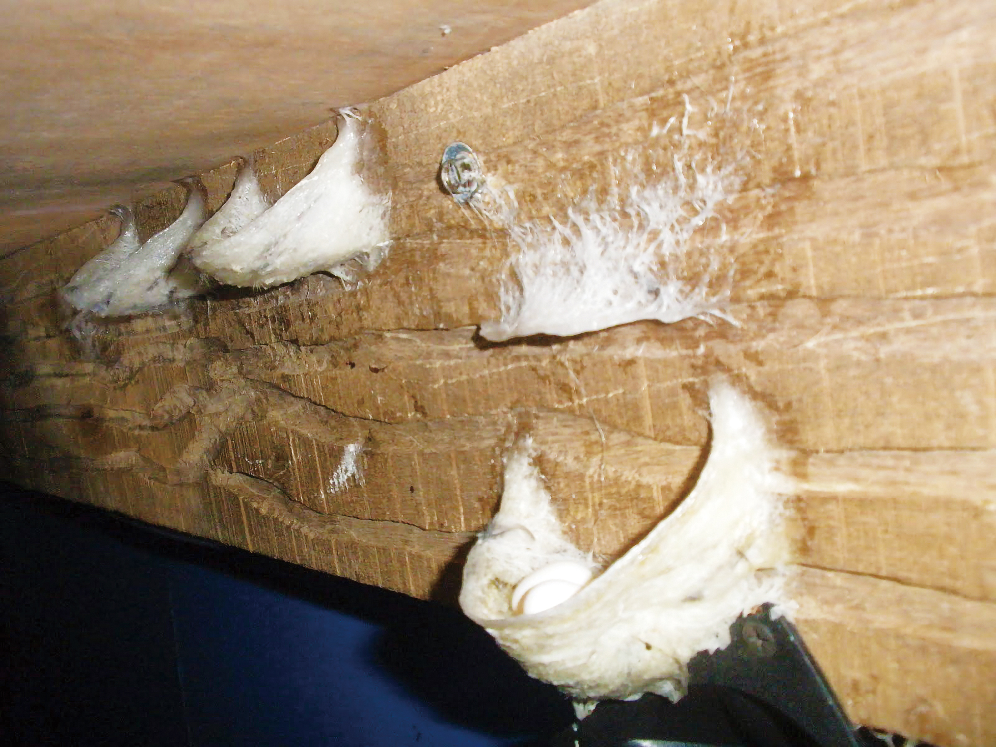 都是燕窝惹的祸?爪哇金丝燕:飞得快不如被团灭快