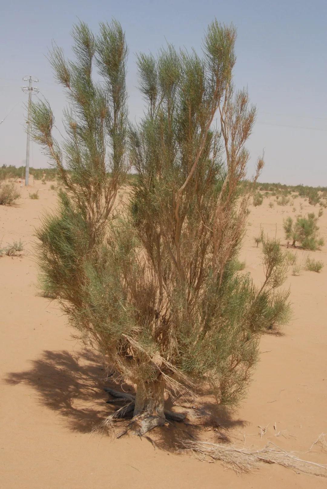寄生植物科普知识 (有价值寄生植物有哪些)
