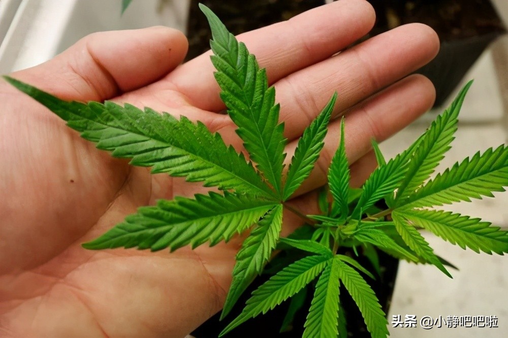 你不知道的国家冷知识——“男人天堂”加拿大）