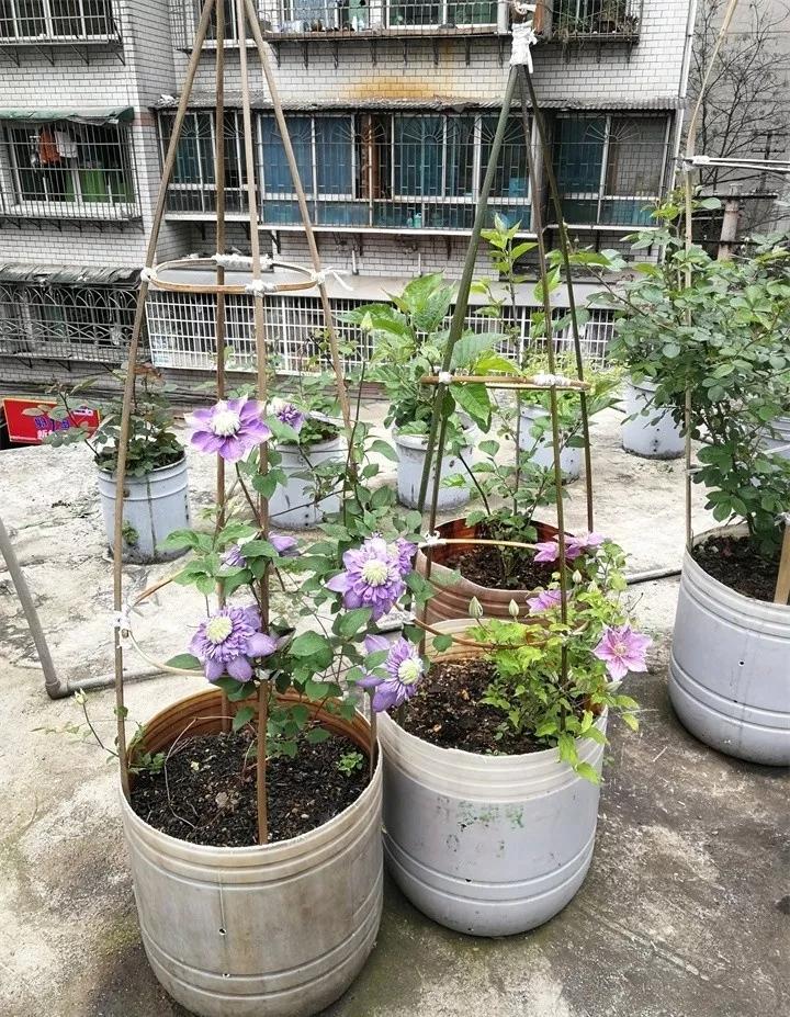 盆栽花发蔫什么原因,买回来的花很快就蔫的原因