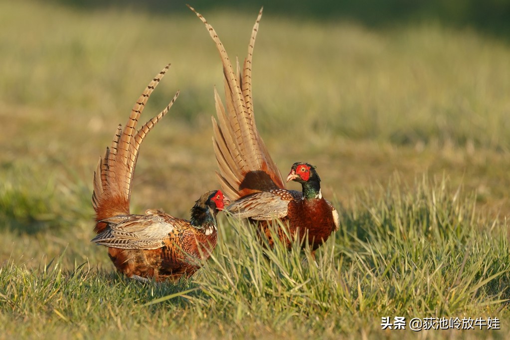 还在为没有销路发愁吗,养殖业加盟项目山鸡