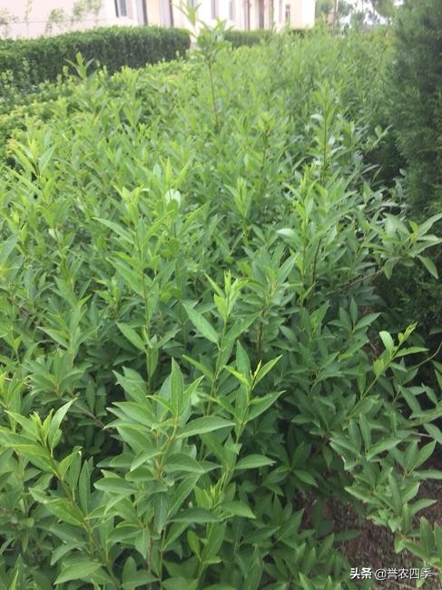 丛生白蜡栽植技术,兰州小叶白蜡种植