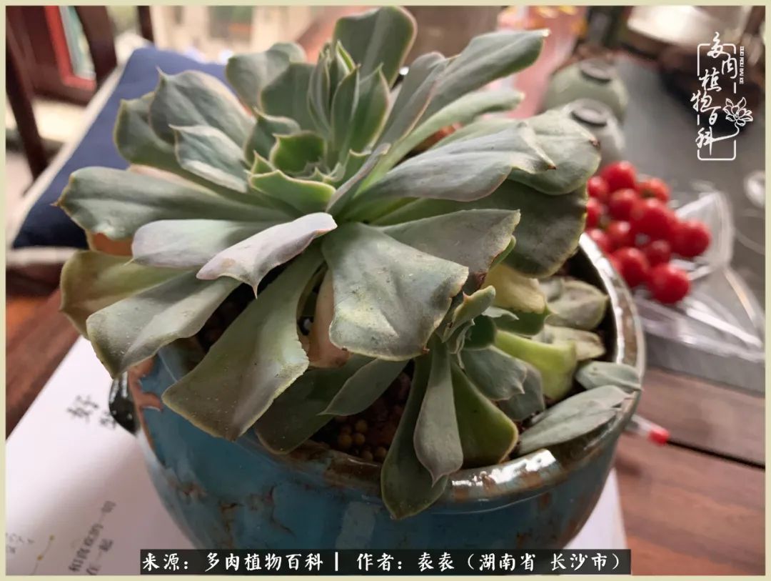 栽花种草的岁月，万物生长之阴晴圆缺