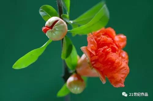 雨霖铃十二首原唱,朗诵经典作品雨霖铃