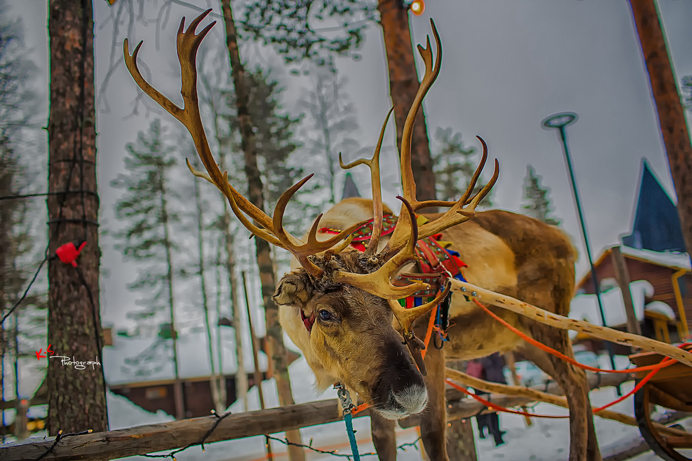 果小姐的慢生活烤鸡腿,果小姐的慢生活泰州